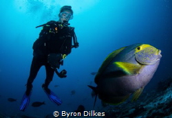 A diver looks on as a curious surgeon fish examines my ca... by Byron Dilkes 